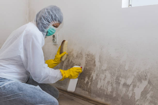 Best Real Estate Mold Inspection  in Royston, GA