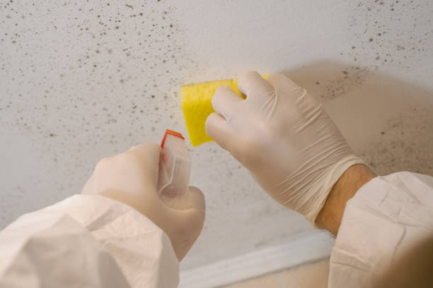 Trusted Royston, GA Mold Removal Experts
