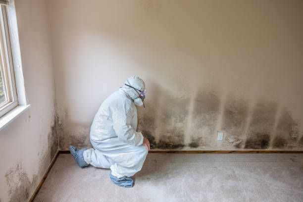 Best Environmental Consulting for Mold Prevention  in Royston, GA
