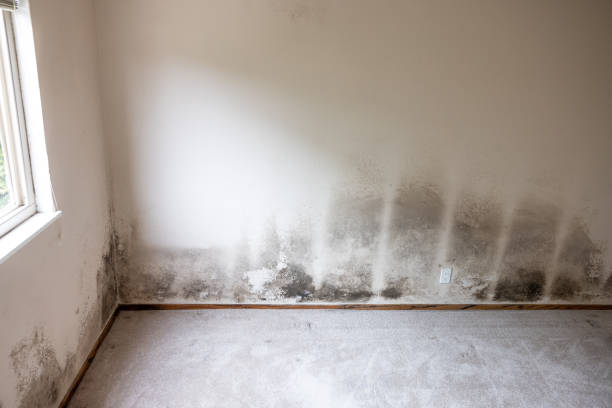 Best Industrial Mold Remediation  in Royston, GA