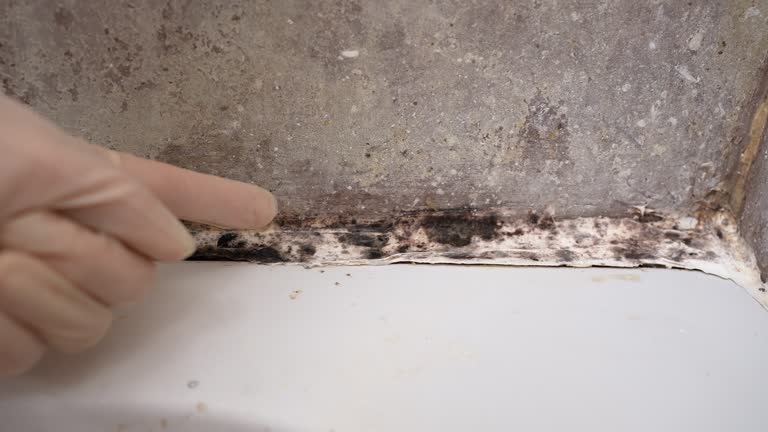 Environmental Consulting for Mold Prevention in Royston, GA