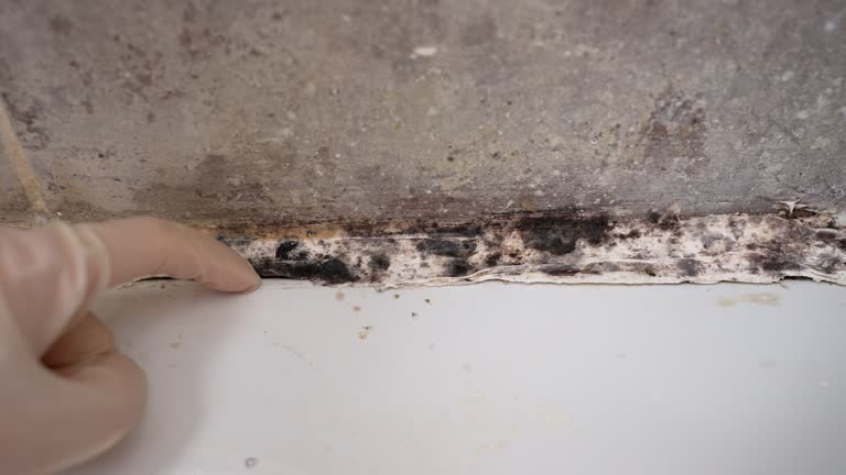  Royston, GA Mold Removal Pros